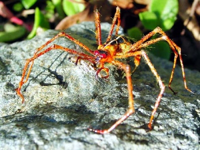realistic-red-spider.jpg
